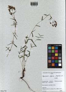 KUZ 018 154, Hypericum elegans Steph. ex Willd., Siberia, Altai & Sayany Mountains (S2) (Russia)