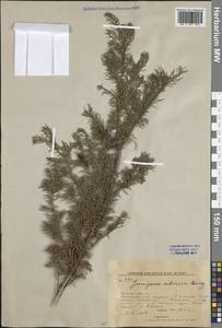 Juniperus communis var. saxatilis Pall., Siberia, Russian Far East (S6) (Russia)