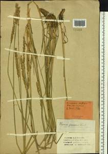 Psathyrostachys juncea (Fisch.) Nevski, Siberia, Altai & Sayany Mountains (S2) (Russia)