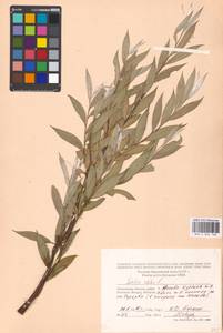 Salix alba L., Eastern Europe, Moscow region (E4a) (Russia)