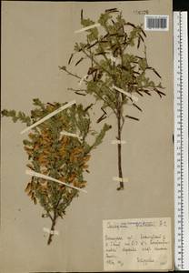 Caragana frutex (L.) K.Koch, Eastern Europe, South Ukrainian region (E12) (Ukraine)