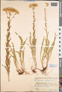 Achillea setacea Waldst. & Kit., Eastern Europe, North Ukrainian region (E11) (Ukraine)