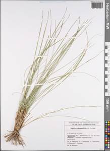 Stipa borysthenica Klokov ex Prokudin, Eastern Europe, Middle Volga region (E8) (Russia)