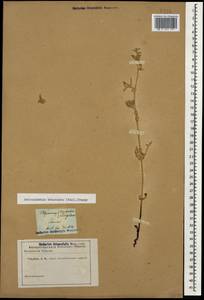 Petrosimonia brachiata (Pall.) Bunge, Caucasus (no precise locality) (K0)