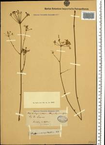 Physospermum cornubiense (L.) DC., Caucasus, Krasnodar Krai & Adygea (K1a) (Russia)