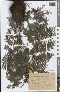 Dryopteris cristata (L.) A. Gray, Siberia, Altai & Sayany Mountains (S2) (Russia)