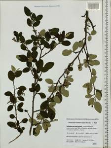 Cotoneaster melanocarpus G. Lodd., Siberia, Baikal & Transbaikal region (S4) (Russia)