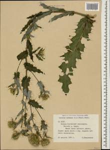 Cirsium echinus (M. Bieb.) Hand.-Mazz., Caucasus, North Ossetia, Ingushetia & Chechnya (K1c) (Russia)
