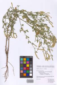 Melilotus albus Medik., Eastern Europe, Central forest-and-steppe region (E6) (Russia)
