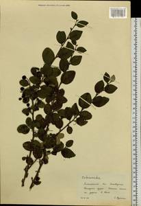 Cotoneaster, Siberia, Altai & Sayany Mountains (S2) (Russia)
