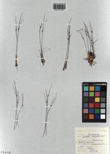 Oreojuncus trifidus (L.) Záv. Drábk. & Kirschner, Siberia, Altai & Sayany Mountains (S2) (Russia)