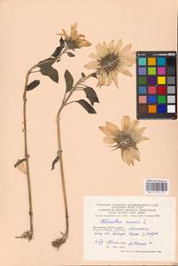 Helianthus annuus L., Eastern Europe, Moscow region (E4a) (Russia)