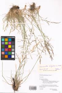 Puccinellia convoluta (Hornem.) Fourr., Eastern Europe, Central forest-and-steppe region (E6) (Russia)