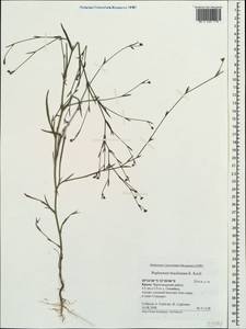 Bupleurum brachiatum C. Koch ex Boiss., Crimea (KRYM) (Russia)