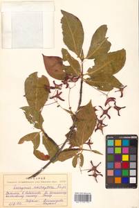 Euonymus macropterus Rupr., Siberia, Russian Far East (S6) (Russia)