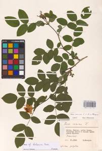 Rosa balsamica Besser, Eastern Europe, Lithuania (E2a) (Lithuania)