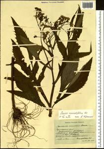 Jacobaea cannabifolia (Less.) E. Wiebe, Siberia, Russian Far East (S6) (Russia)