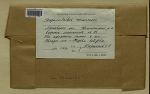 Hamatocaulis vernicosus (Mitt.) Hedenäs, Bryophytes, Bryophytes - Moscow City & Moscow Oblast (B6a) (Russia)