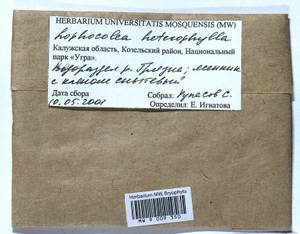 Lophocolea heterophylla (Schrad.) Dumort., Bryophytes, Bryophytes - Middle Russia (B6) (Russia)