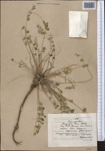 Astragalus longipetalus Chater, Middle Asia, Caspian Ustyurt & Northern Aralia (M8) (Kazakhstan)