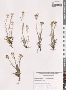 Antennaria lanata (Hook.) Greene, Siberia, Chukotka & Kamchatka (S7) (Russia)