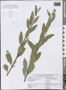 Prunus ledebouriana (Schltdl.) Y.Y.Yao, Siberia, Western (Kazakhstan) Altai Mountains (S2a) (Kazakhstan)