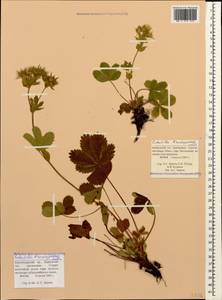 Potentilla brachypetala Fisch. & C. A. Mey. ex Lehm., Caucasus, Krasnodar Krai & Adygea (K1a) (Russia)