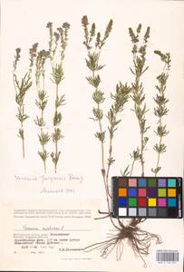 MHA 0 160 237, Veronica austriaca subsp. jacquinii (Baumg.) Watzl, Eastern Europe, Lower Volga region (E9) (Russia)