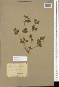 Chenopodium vulvaria L., Caucasus, Armenia (K5) (Armenia)