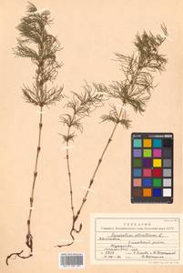 Equisetum sylvaticum L., Siberia, Chukotka & Kamchatka (S7) (Russia)