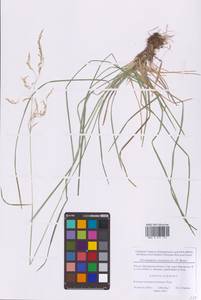 Deschampsia cespitosa (L.) P.Beauv., Eastern Europe, Moscow region (E4a) (Russia)