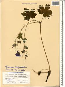 Geranium platypetalum Fisch. & C.A. Mey., Caucasus, North Ossetia, Ingushetia & Chechnya (K1c) (Russia)