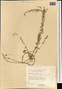 Artemisia rutifolia Steph. ex Spreng., South Asia, South Asia (Asia outside ex-Soviet states and Mongolia) (ASIA) (Afghanistan)