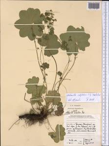 Alchemilla subglobosa C. G. Westerl., Eastern Europe, Northern region (E1) (Russia)