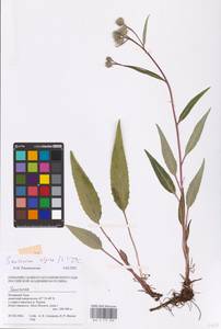 Saussurea alpina (L.) DC., Siberia, Western Siberia (S1) (Russia)