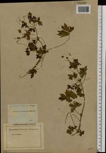 Geranium collinum Stephan ex Willd., Eastern Europe, Rostov Oblast (E12a) (Russia)