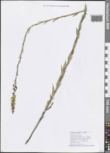 Linaria genistifolia (L.) Mill., Caucasus, Krasnodar Krai & Adygea (K1a) (Russia)