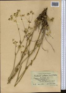 Bupleurum gulczense O.Fedtsch. & B.Fedtsch., Middle Asia, Northern & Central Tian Shan (M4) (Kyrgyzstan)