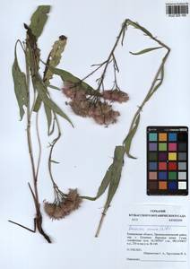 Saussurea amara (L.) DC., Siberia, Altai & Sayany Mountains (S2) (Russia)