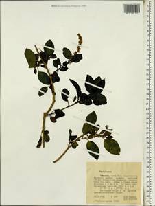Phytolacca, Africa (AFR) (Ethiopia)