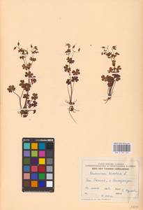 Geranium lucidum L., Eastern Europe, Estonia (E2c) (Estonia)