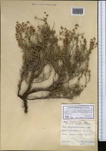 Limonium suffruticosum (L.) Kuntze, Middle Asia, Caspian Ustyurt & Northern Aralia (M8) (Kazakhstan)