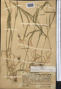Aegilops triuncialis L., Middle Asia, Western Tian Shan & Karatau (M3) (Kazakhstan)