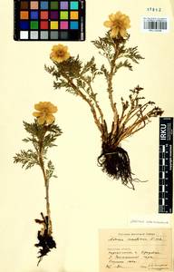 Adonis sibirica Patrin ex Ledeb., Siberia, Baikal & Transbaikal region (S4) (Russia)