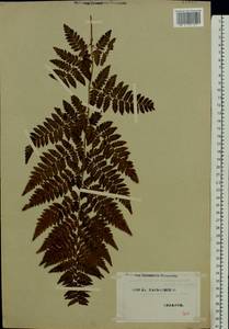 Dryopteris carthusiana (Vill.) H. P. Fuchs, Eastern Europe, North Ukrainian region (E11) (Ukraine)