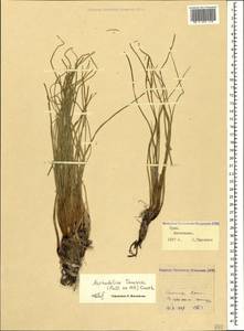 Asphodeline taurica (Pall. ex M.Bieb.) Endl., Crimea (KRYM) (Russia)