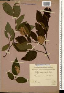 Ostrya carpinifolia Scop., Caucasus, Georgia (K4) (Georgia)
