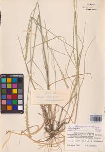 Agropyron tanaiticum Nevski, Eastern Europe, Lower Volga region (E9) (Russia)
