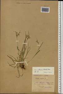 Luzula pallescens Sw., Eastern Europe, Belarus (E3a) (Belarus)