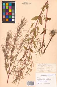 Epilobium roseum subsp. subsessile (Boiss.) P. H. Raven, Eastern Europe, Moscow region (E4a) (Russia)